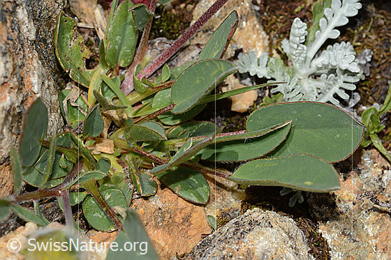 Foto: Alpen-Wundklee (Anthyllis vulneraria ssp. alpestris). Blätter.