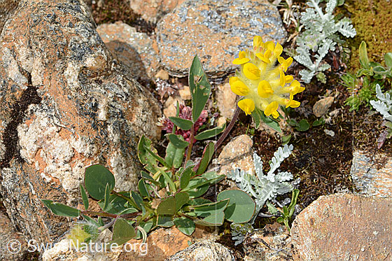 Foto: Alpen-Wundklee (Anthyllis vulneraria ssp. alpestris). Ganze Pflanze (Habitus).