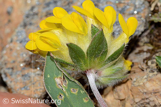 Foto: Alpen-Wundklee (Anthyllis vulneraria ssp. alpestris). Blüten, Hüllblätter und Stängel.