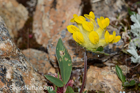 Foto: Alpen-Wundklee (Anthyllis vulneraria ssp. alpestris). Blüten.