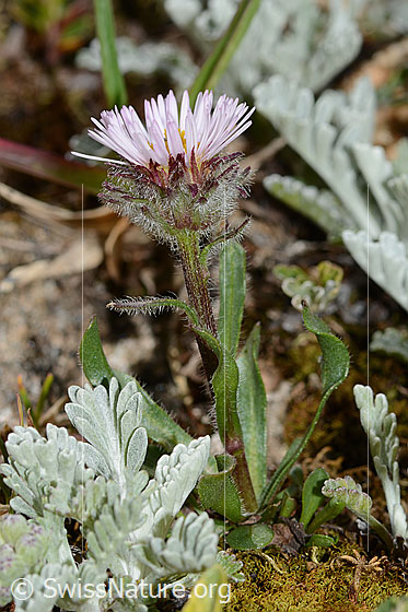 Foto: Einköpfiges Berufkraut (Erigeron uniflorus). Ganze Pflanze (Habitus). Ansicht von der Seite.