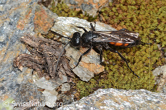 Foto: Frühlings-Wegwespe (Anoplius viaticus). Länge 11mm. Weibchen. Ansicht von schräg oben.