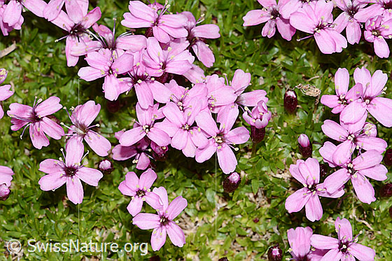 Foto: Kalk-Polsternelke (Silene acaulis). Blüten und Blätter.