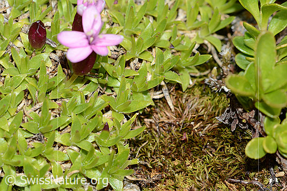 Foto: Kalk-Polsternelke (Silene acaulis). Blätter. 