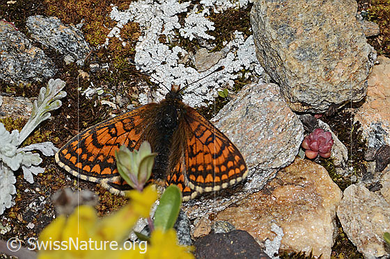 Photo: Melitaea athalia. Wings open. View from above.