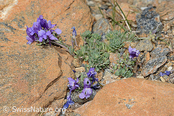 Foto: Alpen-Leinkraut (Linaria alpina). Ganze Pflanze (Habitus).