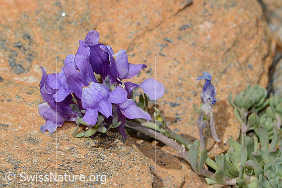 Foto: Alpen-Leinkraut (Linaria alpina). Blüten.