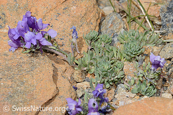 Foto: Alpen-Leinkraut (Linaria alpina). Blüten und Blätter.
