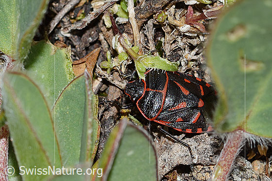 Foto: Eurydema rotundicollis (Baumwanze). Länge: ca. 12mm. Ansicht von oben.
