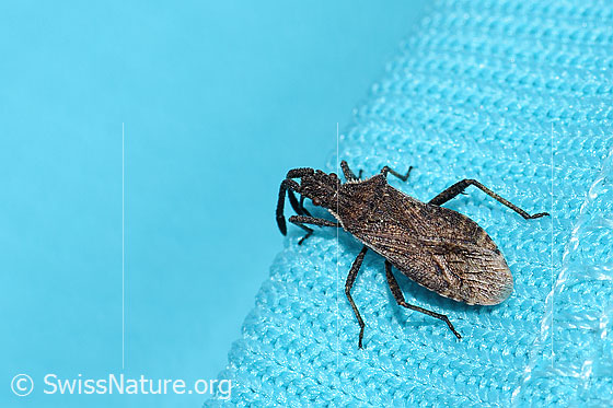Photo: Randwanze. Length 9mm. View from above.