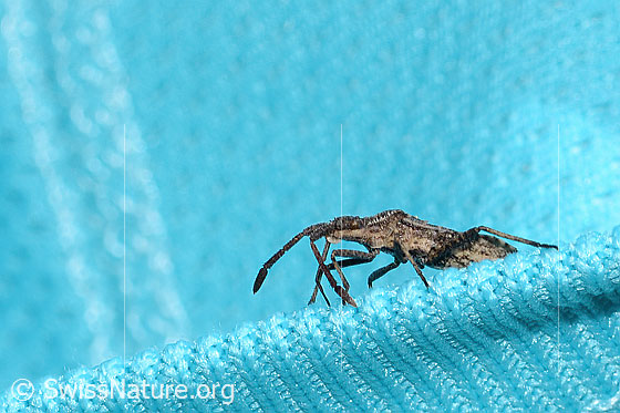 Foto: Coriomeris denticulatus (Randwanze). Länge 9mm. Ansicht von der Seite.