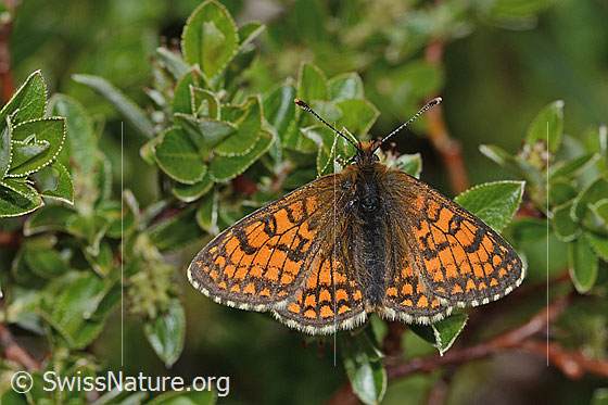 Photo: Melitaea athalia. Wings open. View from above.