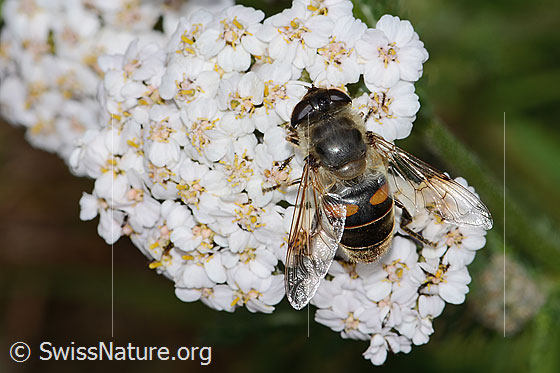 Photo: Eristalis tenax on Achillea millefolium. Length 17mm. Female. View from above.

Bee
Lat.: Eristalis tenax
Family: Syrphidae
Genus: Eristalis

Flower
Lat.: Achillea millefolium
Family: Asteraceae
Subfamily: Asteroideae
Genus: Achillea