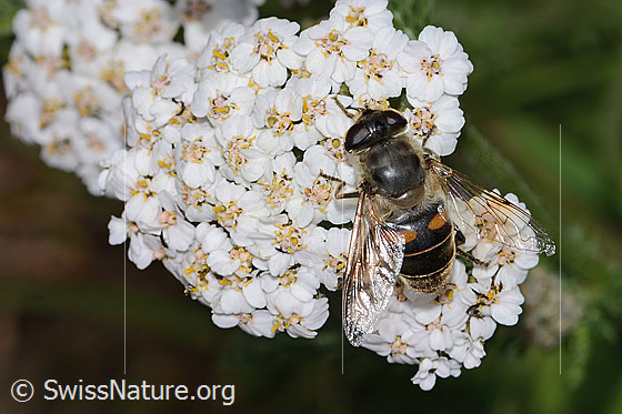 Foto: Mistbiene (Eristalis tenax) auf Gemeine Schafgarbe (Achillea millefolium). Länge 17mm. Weibchen. Ansicht von oben.

Mistbiene
Lat.: Eristalis tenax
Familie: Syrphidae (Schwebfliegen)
Gattung: Eristalis

Gemeine Schafgarbe
Lat.: Achillea millefolium
Familie: Asteraceae (Korbblütler)
Unterfamilie: Asteroideae
Gattung: Achillea (Schafgarben)
