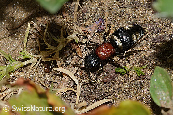 Grosse Spinnenameise (Mutilla europaea)