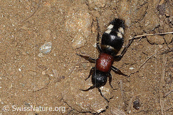 Photo: Mutilla europaea. Length 13mm. Female. View from above.