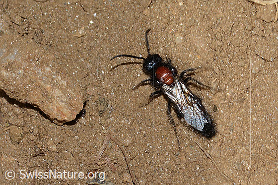 Photo: Mutilla europaea. Length 10 - 17mm. Male. View from above.