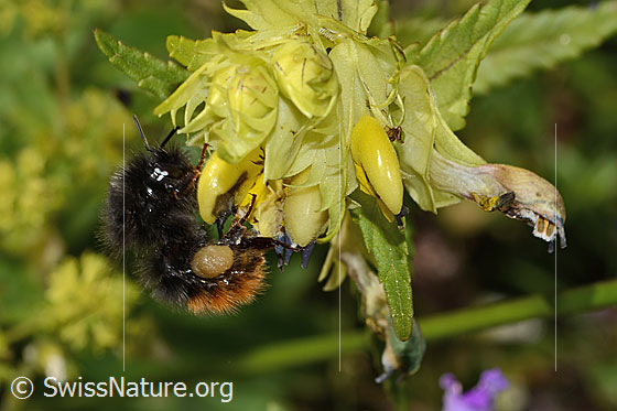 Foto: Steinhummel (Bombus lapidarius) an Schmalblättrigem Klappertopf (Rhinanthus glacialis). Länge 12 - 16mm. Weibchen. Ansicht von der Seite.