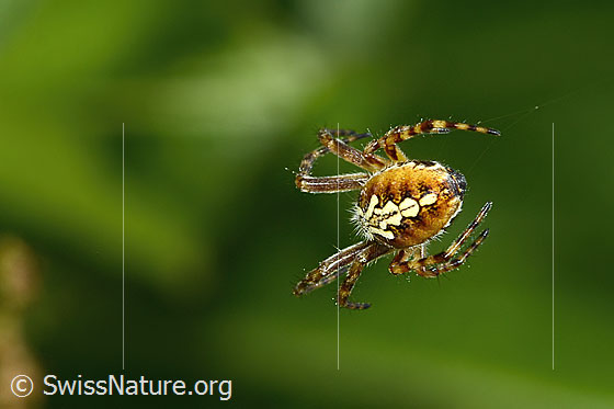Foto: Eichblatt-Radspinne (Aculepeira ceropegia). Ansicht von hinten oben.