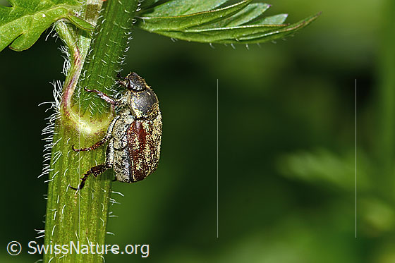 Goldstaub-Laubkäfer (Hoplia argentea)