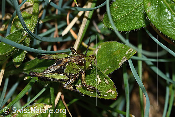 Photo: Gomphocerus sibiricus. Nymph stage 4. Male. View diagonally from the front oben.