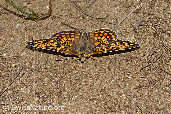Photo: Melitaea athalia. Wings open. View from the front.