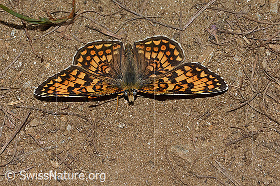 Photo: Melitaea athalia. Wings open. View from top front.