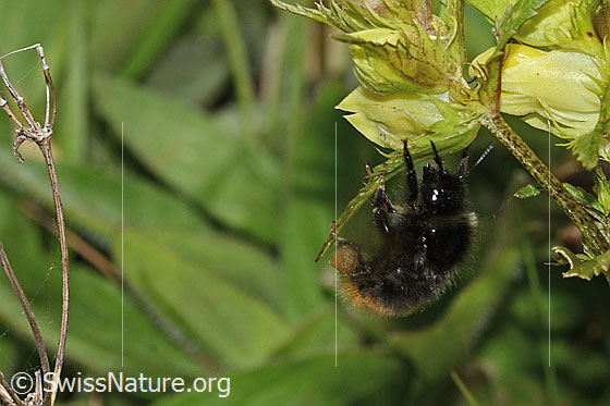 Foto: Steinhummel (Bombus lapidarius) an Schmalblättrigem Klappertopf (Rhinanthus glacialis). Länge 12 - 16mm. Weibchen. Ansicht von seitlich vorne.