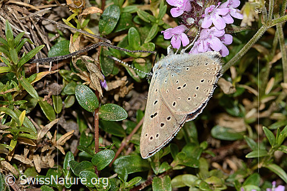 Foto: Lilagold-Feuerfalter (Lycaena hippothoe eurydame) auf Frühblühendem Thymian (Thymus praecox ssp. praecox). Männchen. Flügel geschlossen. Ansicht von seitlich hinten.