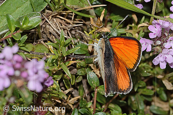 Photo: Lycaena hippothoe eurydame on Thymus praecox ssp. praecox. Male. Wings little open. View from behind top.