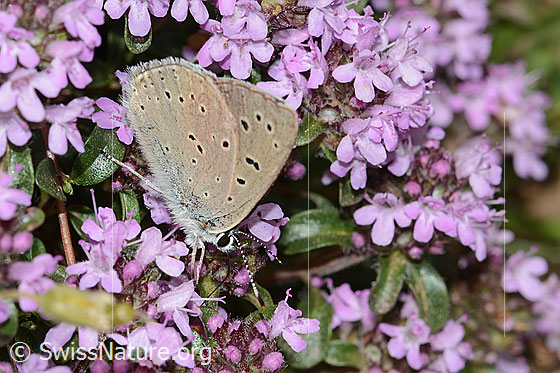 Photo: Lycaena hippothoe eurydame on Thymus praecox ssp. praecox. Male. Wings closed. View from the side above.