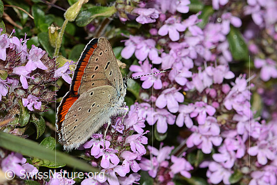 Photo: Lycaena hippothoe eurydame on Thymus praecox ssp. praecox. Male. Wings closed. View from the side rear top.