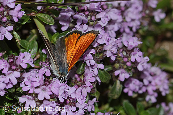 Photo: Lycaena hippothoe eurydame on Thymus praecox ssp. praecox. Male. Wings half open. View from top front.