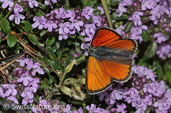 Photo: Lycaena hippothoe eurydame on Thymus praecox ssp. praecox. Male. Wings open. View from above.