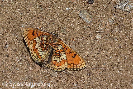 Photo: Probably Melitaea athalia. Dead specimen. View from below.