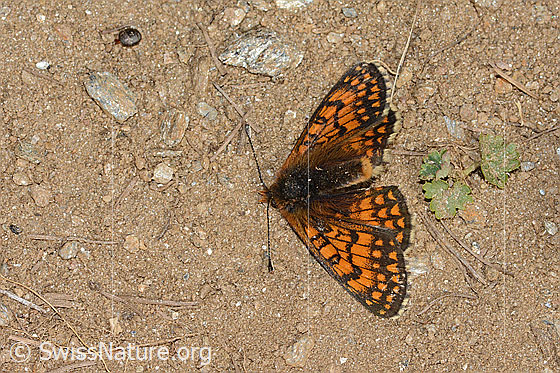 Photo: Probably Melitaea athalia. Dead specimen. View from above.