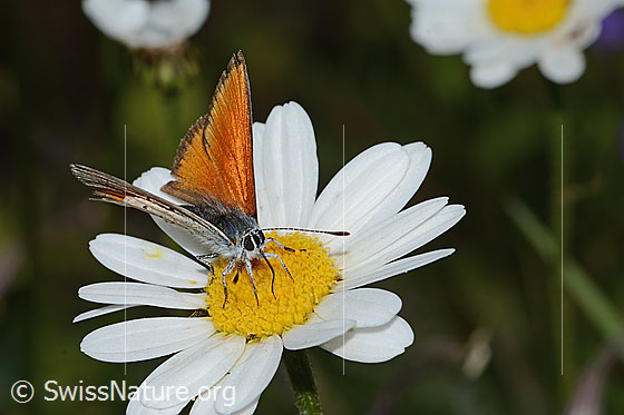 Foto: Lilagold-Feuerfalter (Lycaena hippothoe eurydame) auf Berg-Margerite (Leucanthemum adustum). Flügel halb geöffnet. Ansicht von vorne oben.