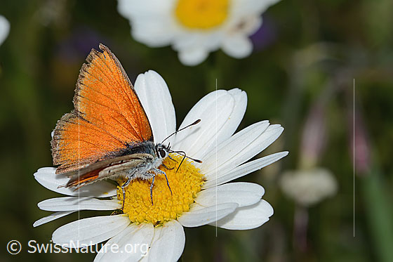Lilagold-Feuerfalter (Lycaena hippothoe eurydame) auf Berg-Margerite (Leucanthemum adustum)