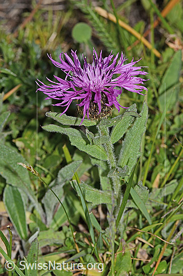 Federige Flockenblume (Centaurea nervosa)
