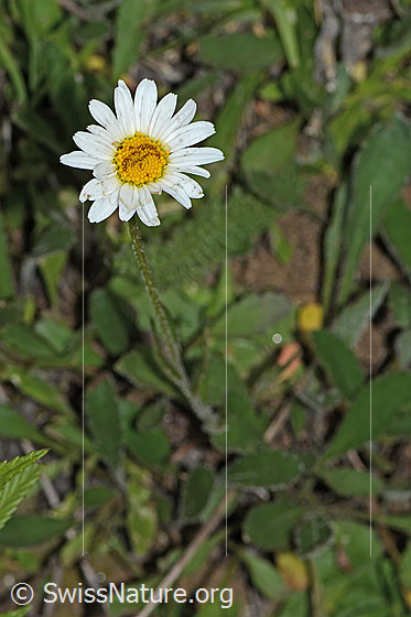 Foto: Berg-Margerite (Leucanthemum adustum). Ganze Pflanze (Habitus).
