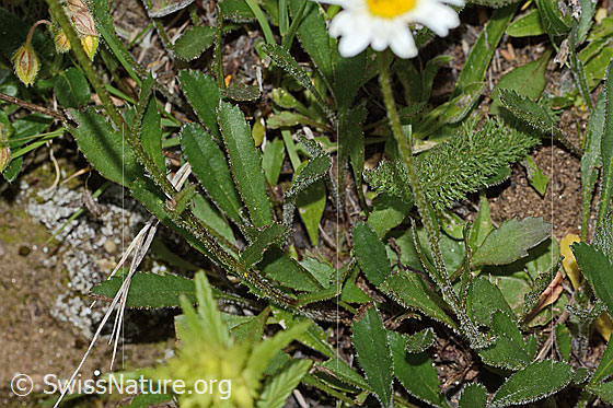 Photo: Leucanthemum adustum. Stem and basic leaves.