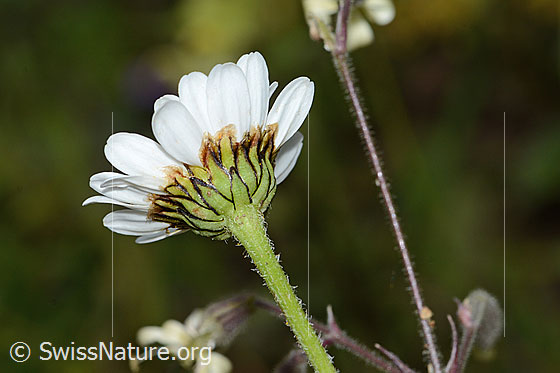 Foto: Berg-Margerite (Leucanthemum adustum). Stängel, Hüllblätter und Blüte. Ansicht von unten.