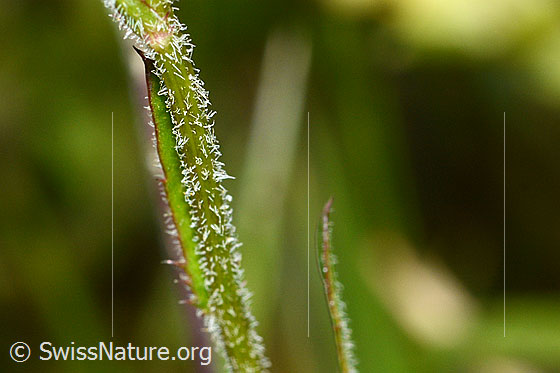 Photo: Leucanthemum adustum. Stem.