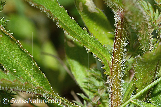 Photo: Leucanthemum adustum. Stem and stem leaf. Leaf top.