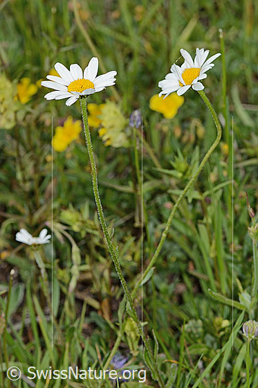 Foto: Berg-Margerite (Leucanthemum adustum). Ganze Pflanze (Habitus).