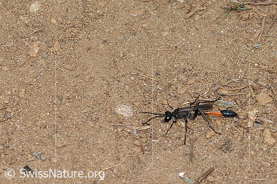 Foto: Gemeine Sandwespe (Ammophila sabulosa). Länge 22mm. Weibchen. Ansicht von seitlich oben.