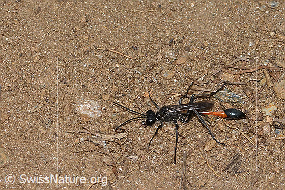 Foto: Gemeine Sandwespe (Ammophila sabulosa). Länge 22mm. Weibchen. Ansicht von oben.