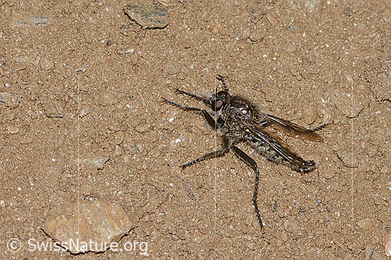 Foto: Berg-Raubfliege (Didysmachus picipes). 14 - 18mm. Männchen. Ansicht von schräg oben.
