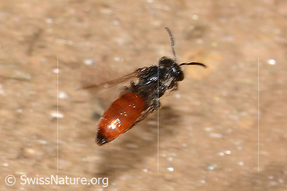 Sphecodes gibbus (Blutbiene)
