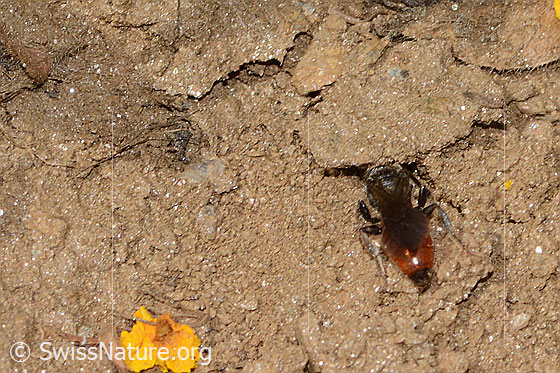 Foto: Sphecodes gibbus (Blutbiene). Länge 13mm. Weibchen. Ansicht von hinten oben.